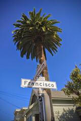 San Francisco Palm