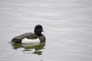 Tufted duck