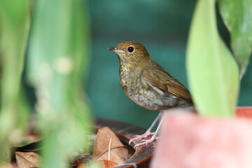 Rufous-headed Robin, Larvivora ruficeps