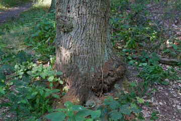 Marco image of an insect