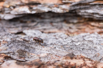 Marco image of an insect