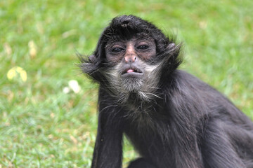 Young Spider Monkey Close up