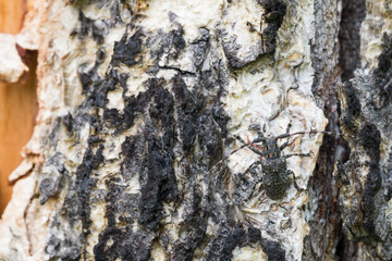Marco image of an insect