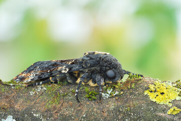Marco image of an insect