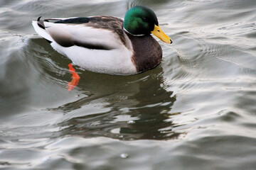 A view of a Mallard Duck on the water