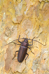 Marco image of an insect