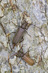 Marco image of an insect