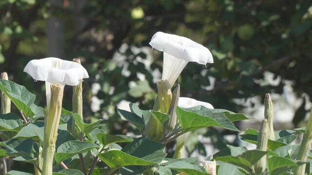White blooming datura flowers. Datura stramonium
