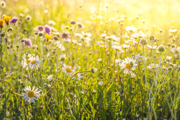 Obraz na płótnie Canvas Summer meadow, green grass field and wildflowers in warm sunlight, soft focus, warm pastel tones. Abstract nature background concept, bokeh, selective focus