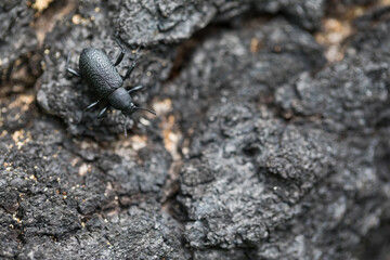 Marco image of an insect