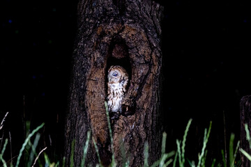 Tawny Owl (Strix aluco) photographed at night