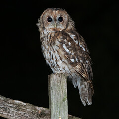 Tawny Owl (Strix aluco) photographed at night