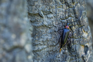 Marco image of an insect