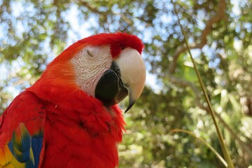Red macaw parrot resting on a branch, closeup © natalya2015