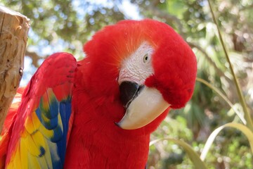 Red macaw parrot closeup © natalya2015