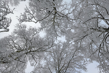 Ein Blick in die schneebedeckten Baumwipfel