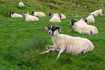 Obraz premium A Scottish blackface sheep on the Isle of Skye