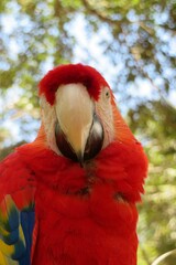 Red macaw parrot on blue sky in Florida zoo, closeup © natalya2015