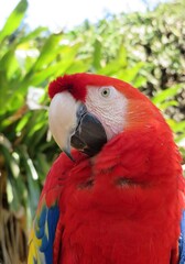Red macaw parrot in Florida zoo, closeup © natalya2015