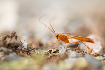 Marco image of an insect