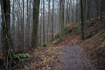 Late autumn forest landscape with georgous yellow leaves.
