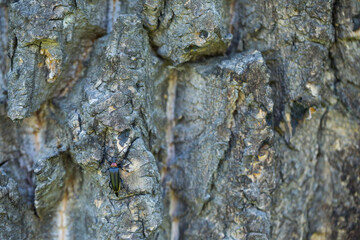 Marco image of an insect