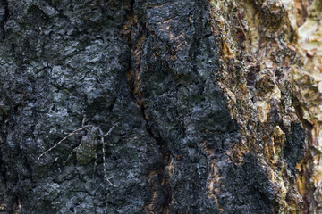 Marco image of an insect