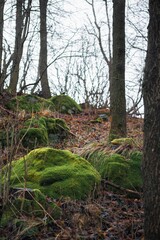 Moss covered giant rocks in the beautiful late autumn forest.