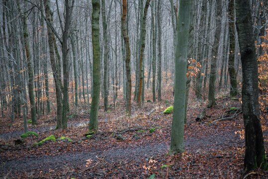 Late autumn forest landscape with georgous yellow leaves.