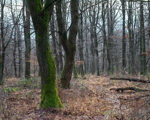 Fototapeta premium Autumn between the moss covered trees in the forest.