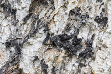 Marco image of an insect