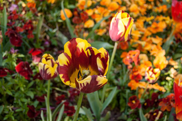 Blüten im Park