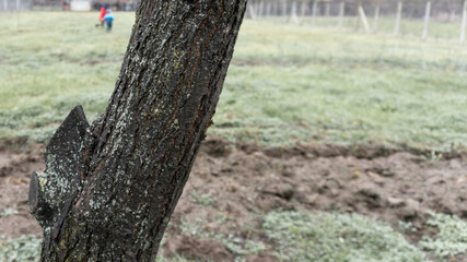 Tree with farming plot behind it