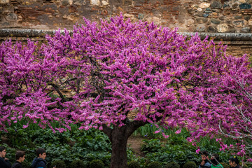 judas tree in full bloom, andalusia, spain, spring