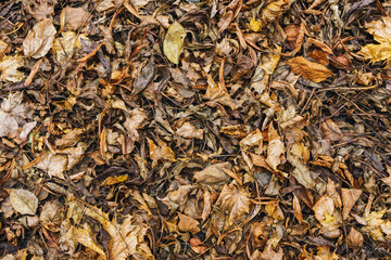 Autumn forest ground background. Golden yellow leaves on the ground. Fall season path in a park texture. Dry vibrant leaf organic landscape. Orange earth backdrop.