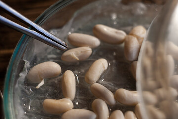 Sprouted seeds of white bean on Petri dish and tweezers 