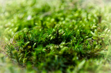 green moss on the ground close up