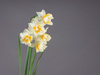 Fototapeta na wymiar Close-up narcissus flower grey background