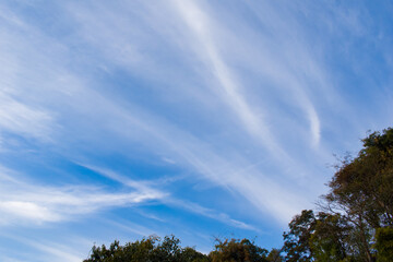 Obraz premium picture of dark blue sky with white cloud lines and trees in evening