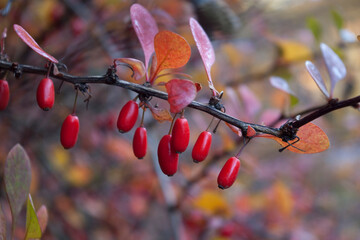 Berberis thunbergii closeup, red berries and autumn leaves on a branch