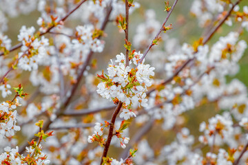 Flowering tree in spring. White cherry flowers on a tree