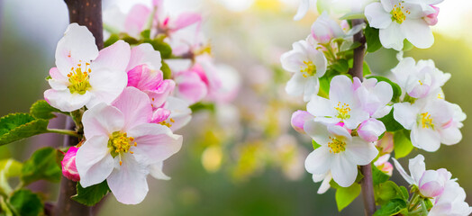 Fototapeta na wymiar Spring background with apple blossoms. Apple tree branch with flowers on a blurred background. Panorama