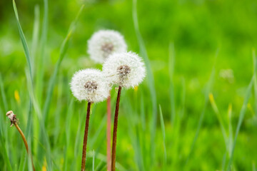 White dandelions on a meadow among the green grass