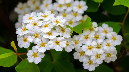 Obraz premium Flowering tree in the spring. Spring background