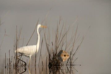 A upside down photograph showing the reflection of Great Egret on water Asker marsh, Bahrain
