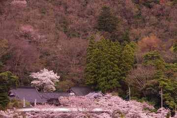 山桜　田舎の風景　桜　さくら　和の伝統