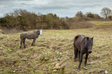 Fototapeta premium Deux chevaux aux couleurs délavées dans un pré au sol irrégulier
