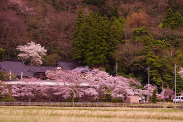 日本　和風の家と山　桜　桃色の山桜　春の訪れ