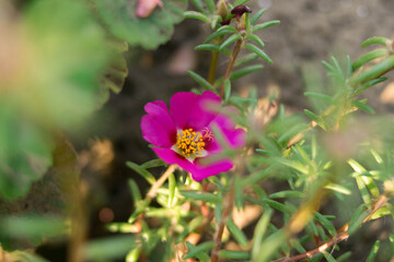 Magenta purslane. Garden beds. Flower garden. Village. garden.