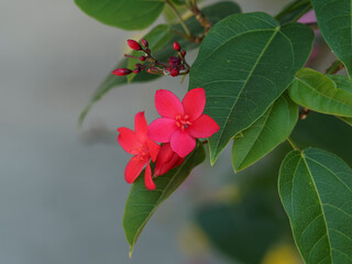 (Jatropha integerrima) Beautiful brilliant scarlet red flowers with yellow stamens of Peregrina or Spicy jatropha with branches covered of green, velvety, cordate leaf with pointed lobes